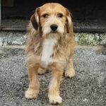 Antonio, ejemplo de perro en adopción disponible en el albergue canino municipal.