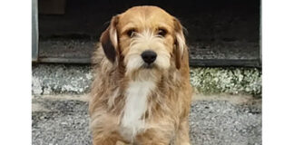 Antonio, ejemplo de perro en adopción disponible en el albergue canino municipal.